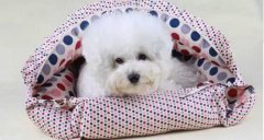 氣溫驟變，謹(jǐn)記寵物保暖工作哦！