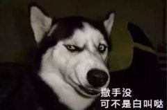 您家狗狗是不是也叫“撒手沒”？