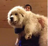 為什么喜歡養大狗？原因是......