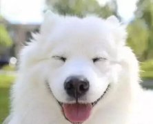 你是什么時候被你家狗撩到的？