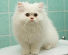 為什么越來越多的人都養貓？喵星人：我吃得少