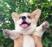 從沒被一只狗萌成這樣，除了它！