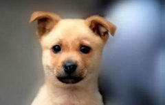 小土狗，也很可愛呀！