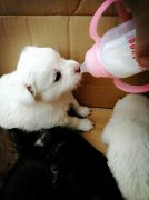 剛出生的小狗如何人工喂養(yǎng)？