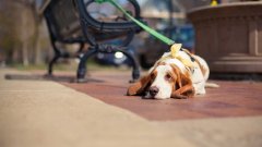 天氣熱了，寵主們請停止對狗狗的傷害！