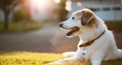 合理喂養寵物狗有技巧，你知道嗎? 華興寵物食品