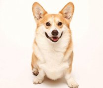 小型犬有非常特殊的需求需要特別照顧,你知道嗎？