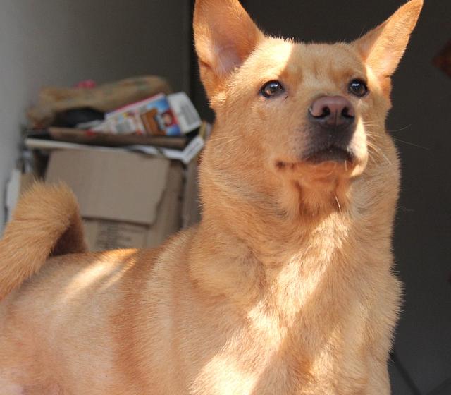 不要隨便打狗狗，否則后果會很嚴重