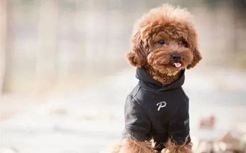 養狗，這些“低級錯誤”千萬不能犯！